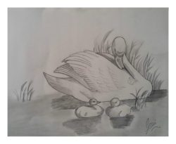 SKIBA-4 Sketch Art by Dr. Gopi Tatamiya